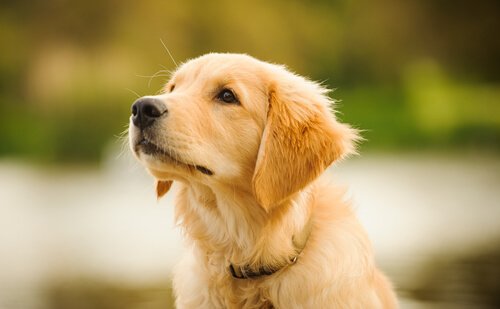 Cucciolo di Golden retriever