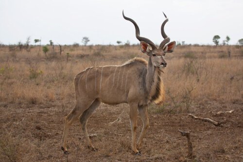 un cudù maggiore in piedi di profilo nella savana