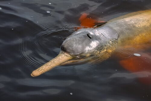 Delfino del rio della plata nuota