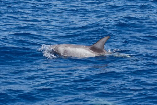Delfino emerge per respirare