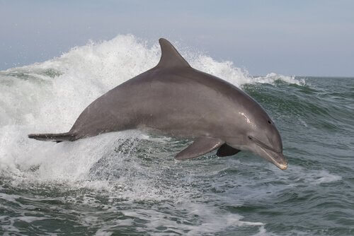 5 delfini oceanici che dovete conoscere