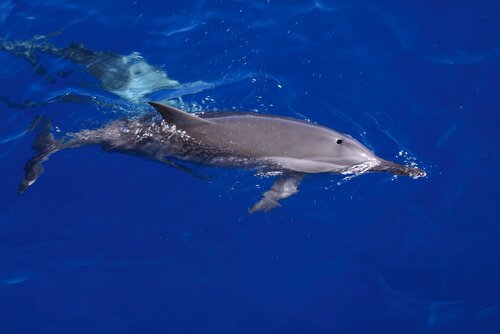 Dove si possono vedere delfini in libertà?