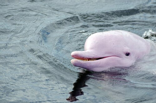 Delfino rosa con la testa fuori dall'acqua