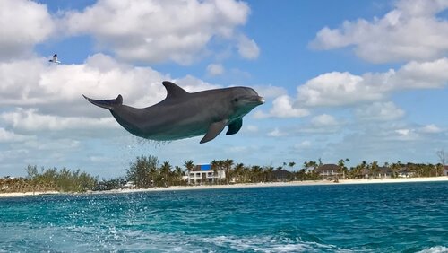 Delfino salta in acqua