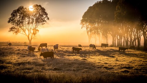 Cos'è l'allevamento estensivo del bestiame?
