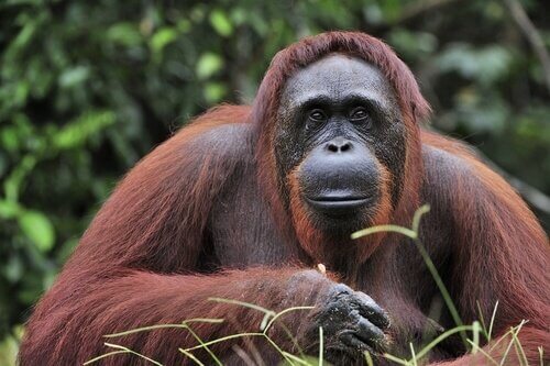 Orango del Borneo seduto nella foresta