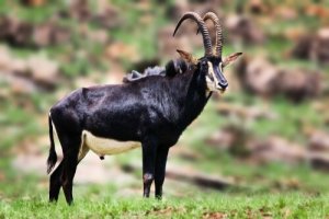 5 specie di antilopi più interessanti