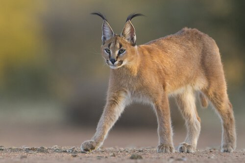 Caracal cammina sul terreno