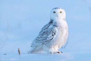 5 specie di gufi che bisogna conoscere