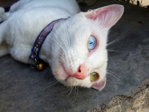 Khao manee, il gatto con gli occhi di colore diverso
