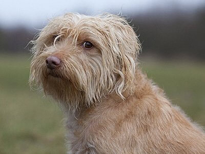 un esemplare di Smoushond olandese di profilo