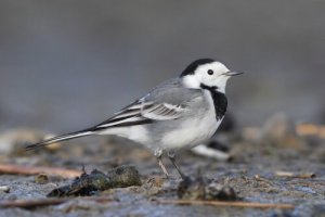 5 bellissimi uccelli urbani da conoscere