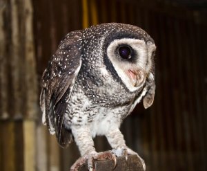 5 tipi di civette e barbagianni che non conoscevate