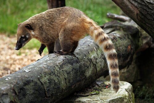 Coati cammina tra alcuni legni