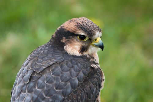 Falco Lanario visto da vicino