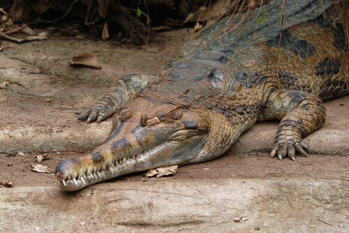 Tomistoma