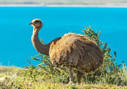 Nandù nei pressi di un lago
