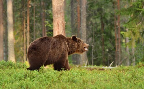 un esemplare di orso bruno europeo in un bosco