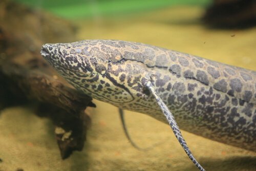 Un esemplare di pesce polmonato con baffi mentre nuota