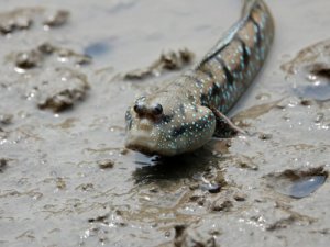 Alla scoperta dei Dipnoi, i pesci polmonati