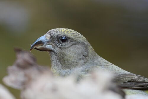 un esemplare grigio di crociere comune