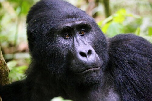 Gorilla di montagna in stato critico di estinzione
