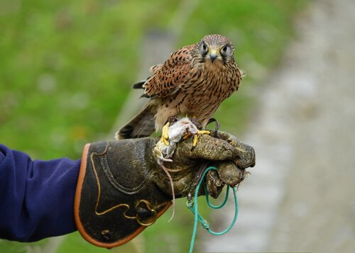 Falco appoggiato sul guanto del falconiere