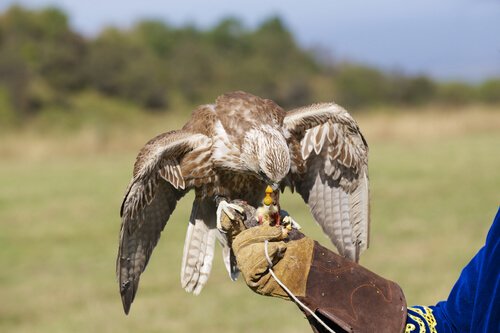 Come addestrare un falco?