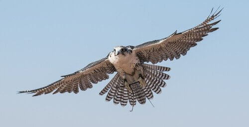 Falco vola con le ali spiegate