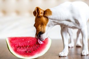 Il miglior cibo per cani in estate