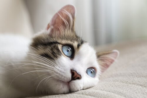 Gattino con gli occhi azzurri sdraiato sul divano