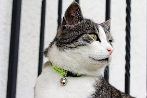 Gattino grigio e bianco con un sonaglio al collo