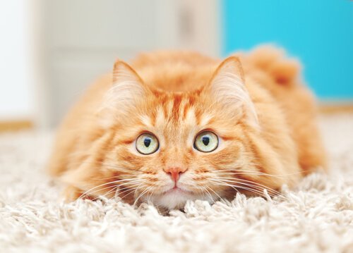un gattino sdraiato con gli occhi sgranati