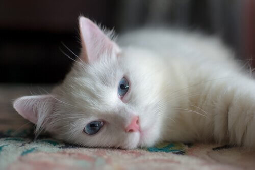 Gatto bianco sdraiato
