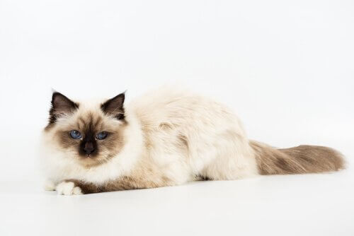 Sacro di Birmania sul pavimento