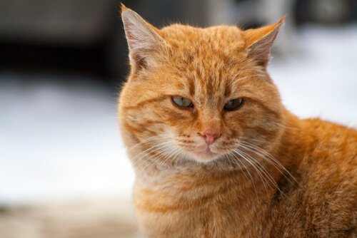 Gatto di colore rosso con gli occhi verdi