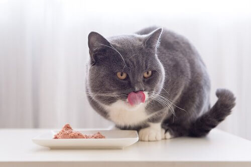 Gatto grigio e bianco si lecca i baffi mentre mangia