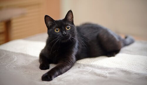 un gatto nero su un divano