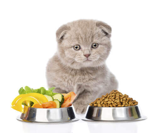 Come mettere a dieta un gatto obeso