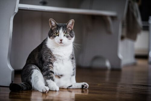 Gatto obeso seduto sulle zampe posteriori in casa