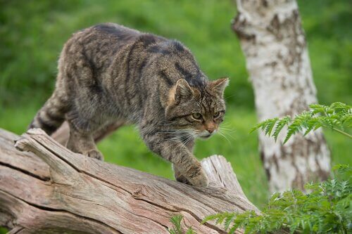 un gatto selvatico cammina su un tronco