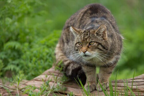 Gatto selvatico: caratteristiche, comportamento e habitat