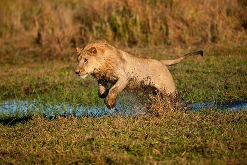 Giovane leone salta in un terreno umido