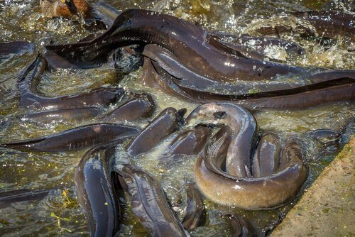 un gruppo di anguille si dimena nell'acqua bassa