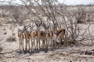 Gli animali nel rugby