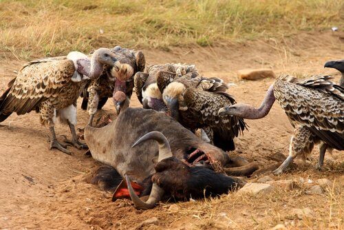 Gruppo di avvoltoi divorano un bufalo