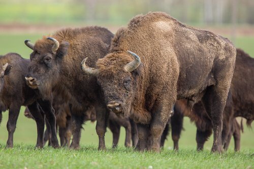 Gruppo di bisonti al pascolo