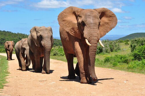 Le 7 principali differenze tra elefanti asiatici e africani