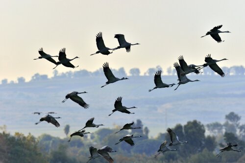 Gruppo di fenicotteri volano al tramonto