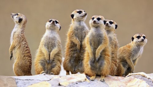Gruppo di suricati, un tipo di mangusta